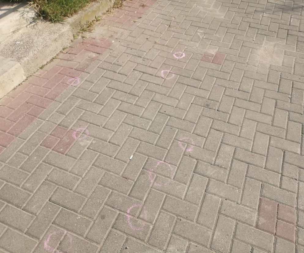 Akcja Pety na ziemi w Poznaniu