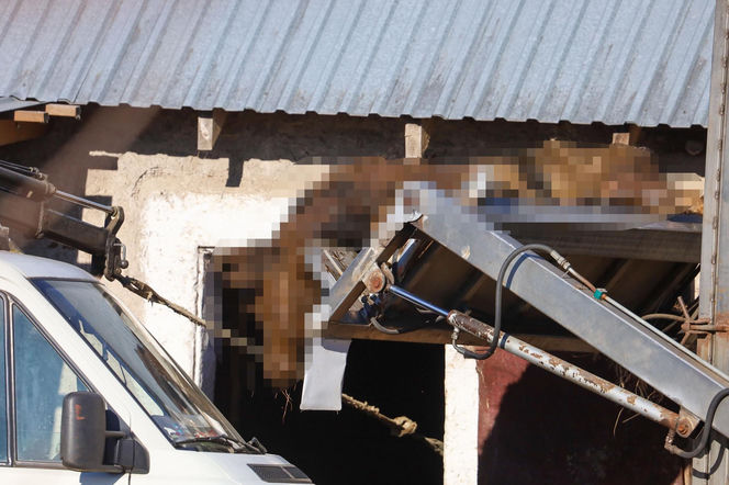 Horror koło Ostródy. Zwierzęta konały bez światła, wody i jedzenia