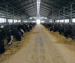 Nowoczesne hale rolnicze – funkcjonalność i ochrona plonów oraz maszyn