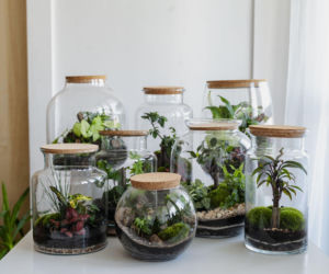 Stwórz zachwycający ogród, który zmieści się w jednym słoiku!