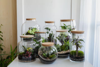 Stwórz zachwycający ogród, który zmieści się w jednym słoiku!