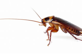 Domowe sposoby na insekty: co na karaluchy, prusaki czy mrówki faraona?