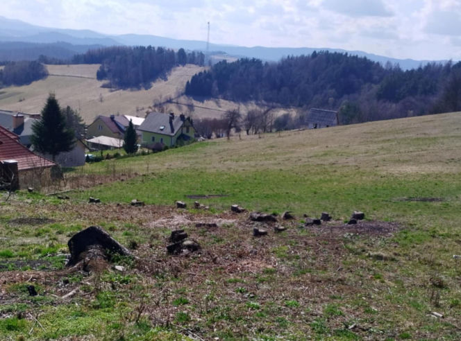 Kontrowersyjna sprawa wycinki drzew