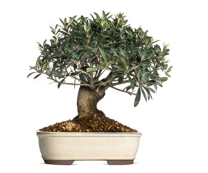bonsai