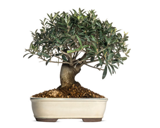 bonsai