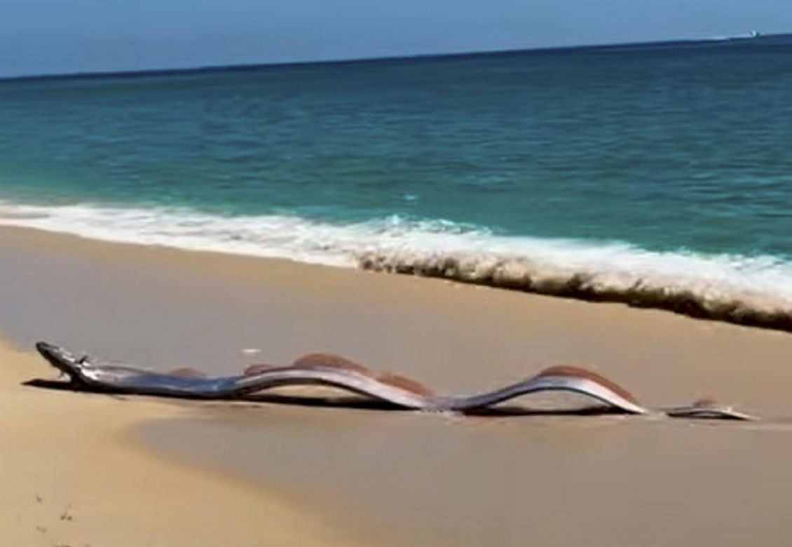Gigantyczny wąż morski pojawił się na plaży w Cabo
