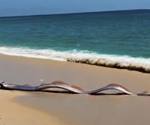 Gigantyczny wąż morski pojawił się na plaży w Cabo