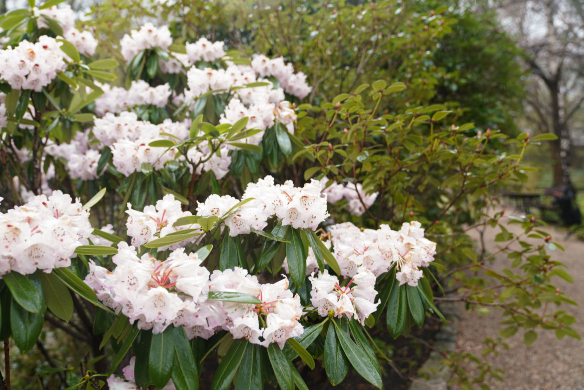 Arboretum w Wojsławicach otwarte po zimowej przerwie