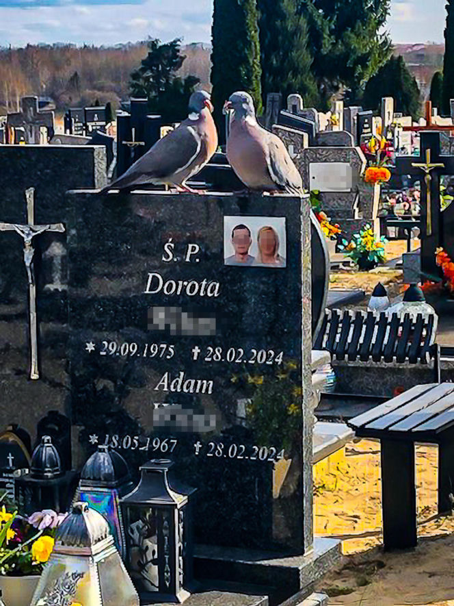 Dwa gołębie na grobie zamordowanych przez córkę rodziców. Ten znak poruszył Ostródę