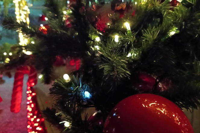 Choinka przed urzędem miasta w Szczecinie