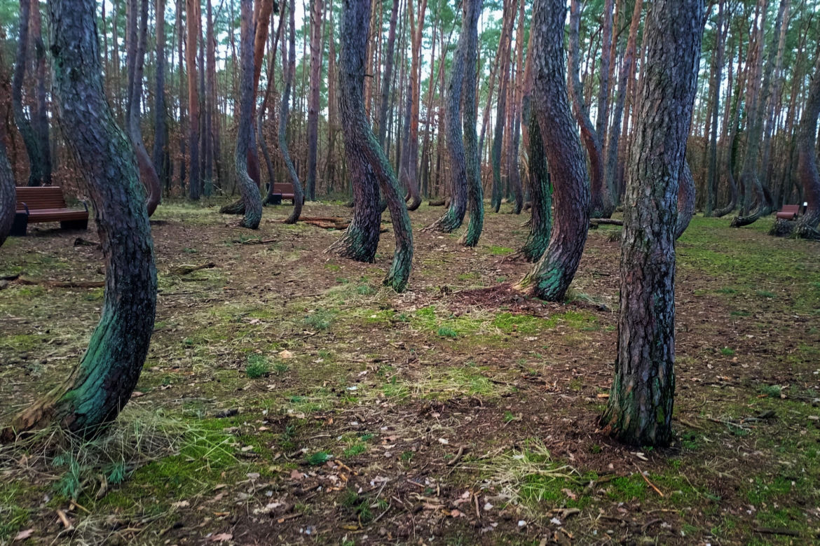 Krzywy Las pod Gryfinem