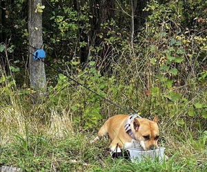 Amstaff porzucony w Dąbrowie Górniczej