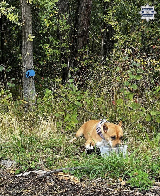 Amstaff porzucony w Dąbrowie Górniczej