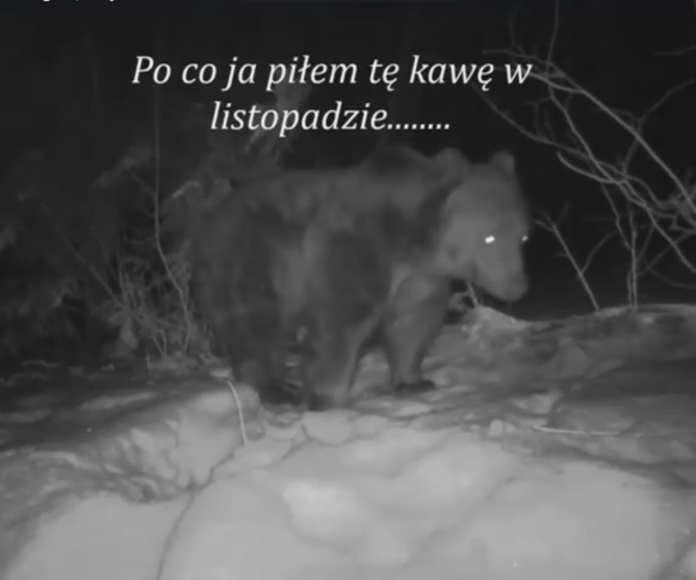 Bieszczadzki miś rozczula internautów. Ten filmik jest GENIALNY 