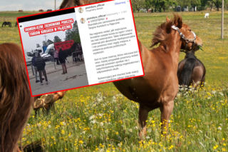Szarpał konia za ogon, karma wróciła od razu. Nowe ustalenia!