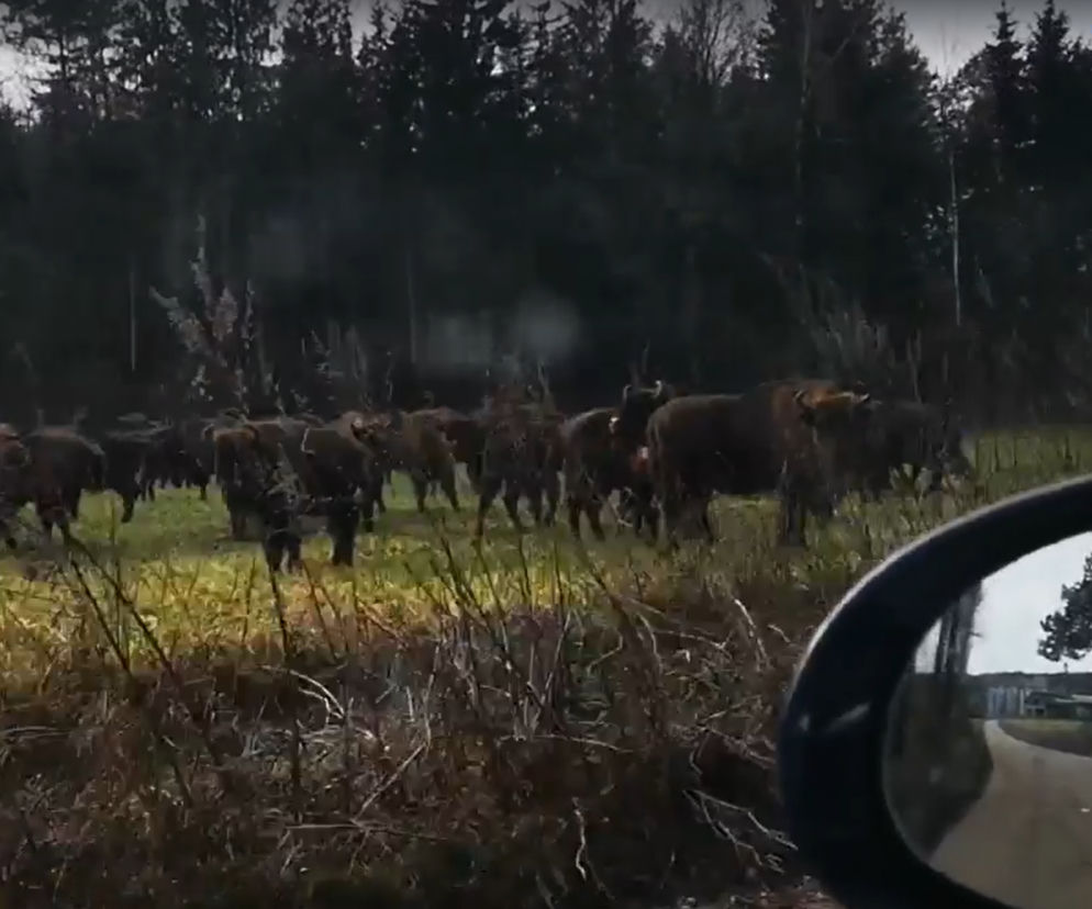 Safari na Podlasiu. Żubry tuż przy drodze