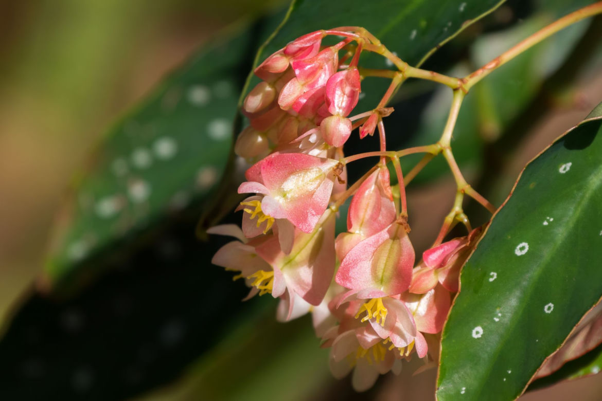 Begonia koralowa