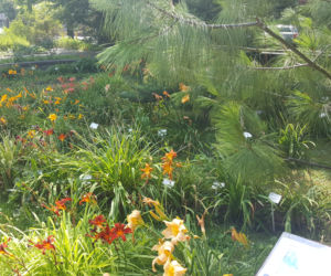 ESC w Ogrodzie Botanicznym UKW