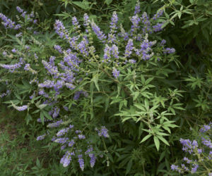 Niepokalanek pospolity