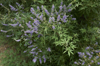 Niepokalanek pospolity