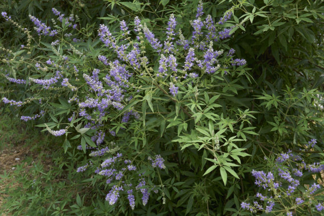 Niepokalanek pospolity