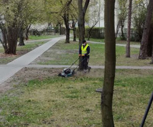 koszą trawę, której nie ma