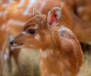 We wrocławskim zoo urodziły się 4 sitatungi