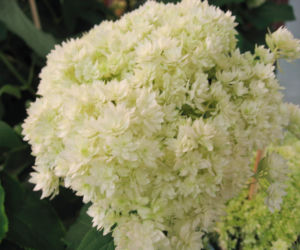 Hortensja drzewiasta 'Hayes Starburst' 