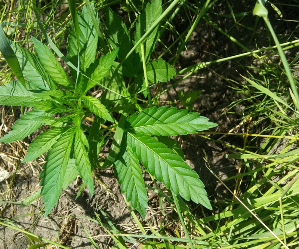 22-latek miał plantację konopi obok domu