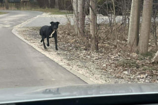 Porzucił psa przy drodze jak worek śmieci i odjechał! Zwierzę w panice ruszyło za samochodem