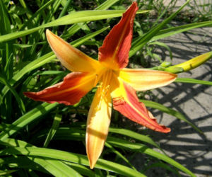 Liliowiec 'MY Gunever'