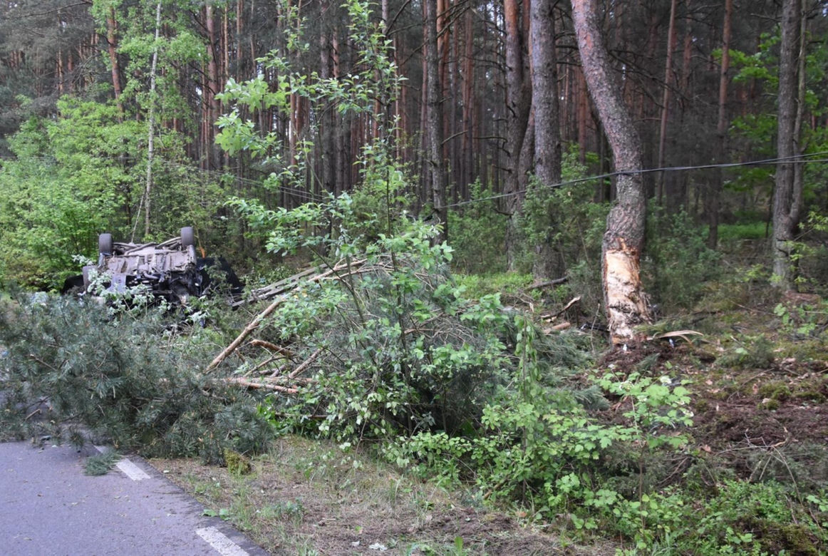 Rąbnęli w łosia, osierocili synka