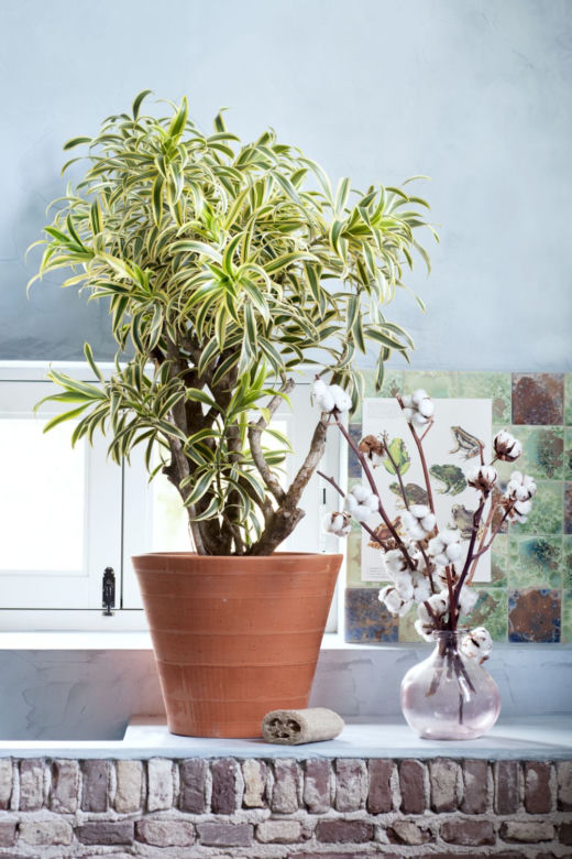 Dracena