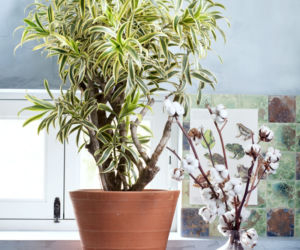 Dracena