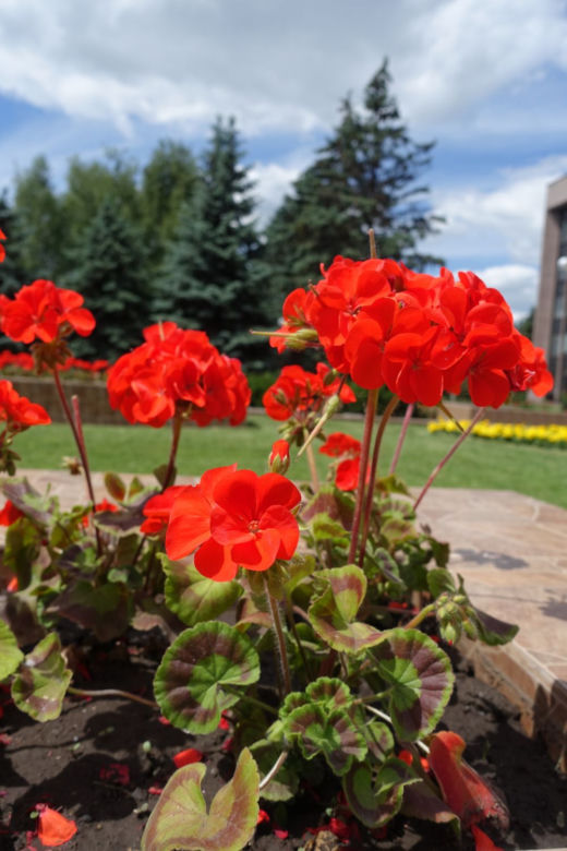 Pelargonie rabatowe