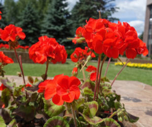 Pelargonie rabatowe