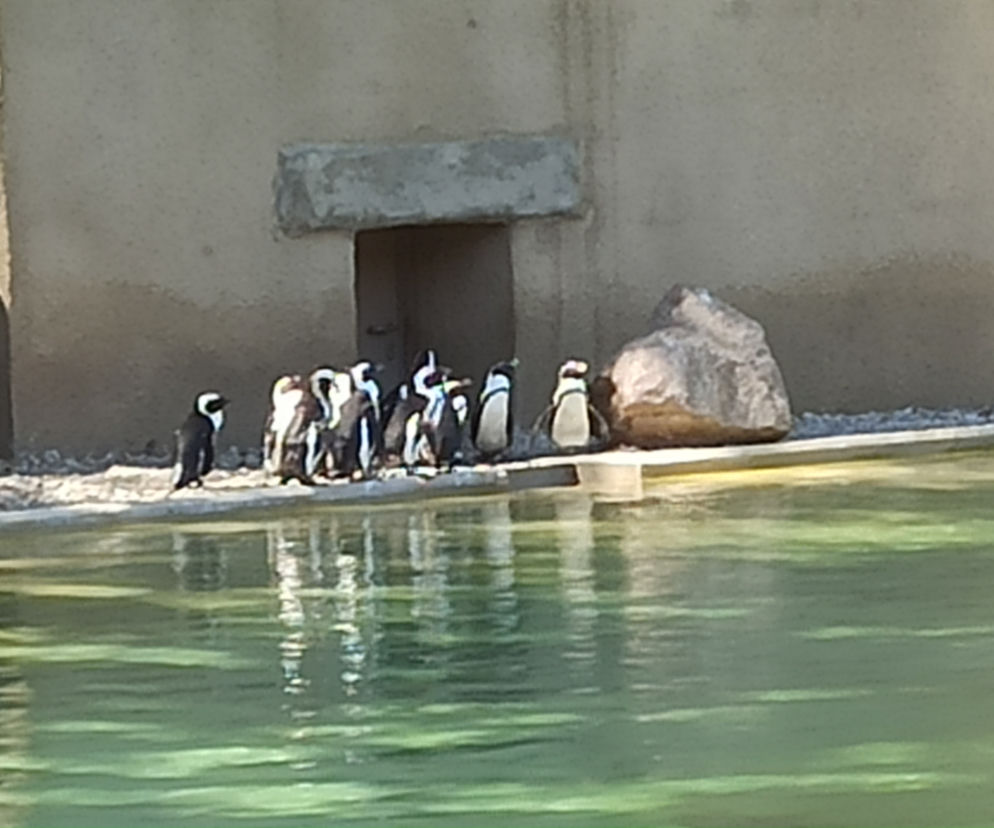 Łódzkie zoo  doczekało się młodych pingwinów!