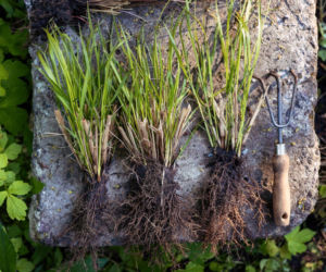 Podział traw ozdobnych na wiosnę