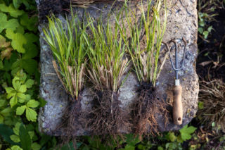 Podział traw ozdobnych na wiosnę