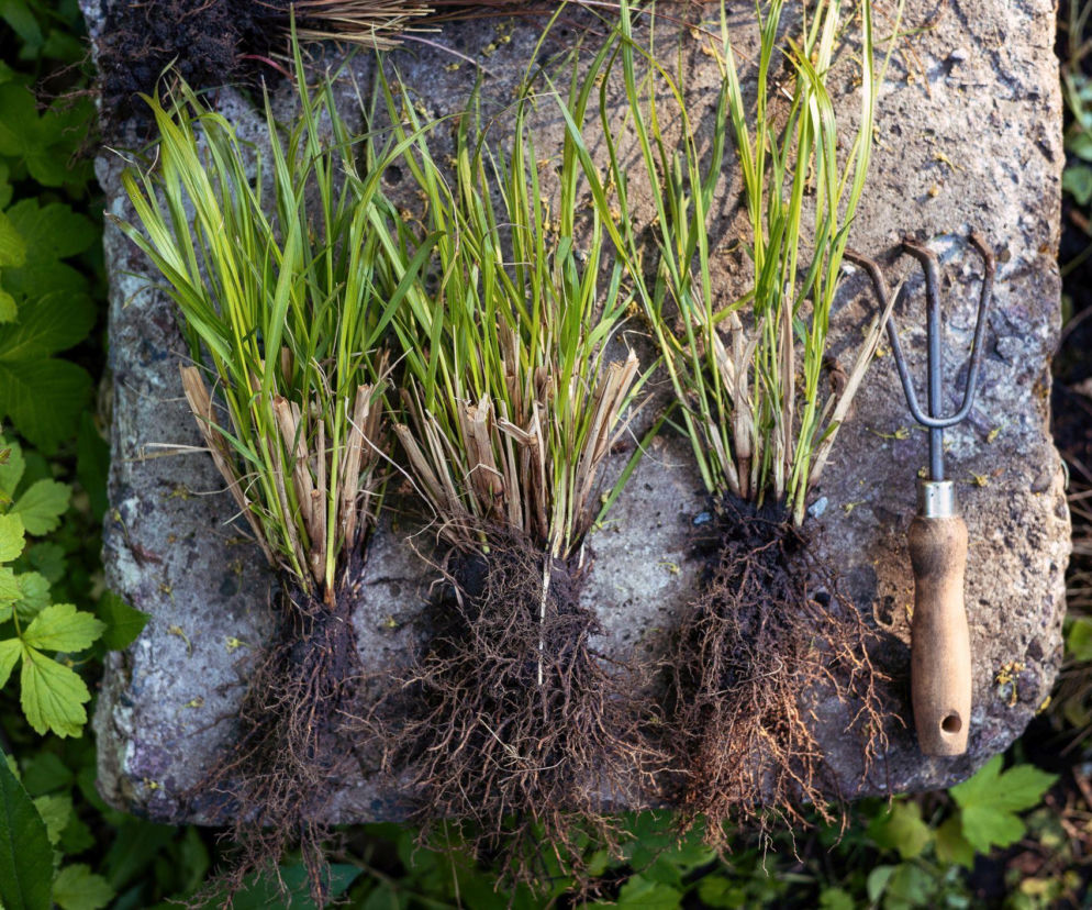 Dzielenie traw ozdobnych