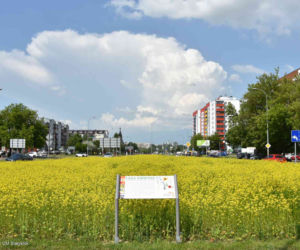 Białystok. Pierwsze łąki już kwitną. W 2020 roku pojawiły się w nowych miejscach