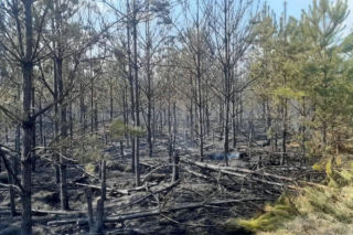 Ktoś celowo podpala lasy? Leśnicy biją na alarm po serii pożarów