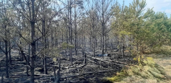 Ktoś celowo podpala lasy? Leśnicy biją na alarm po serii pożarów