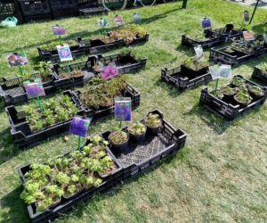 Impreza Wiosna na polu i w ogrodzie odbyła się w Siedlcach już po raz 18.