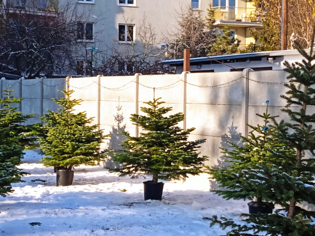 Choinki w Poznaniu