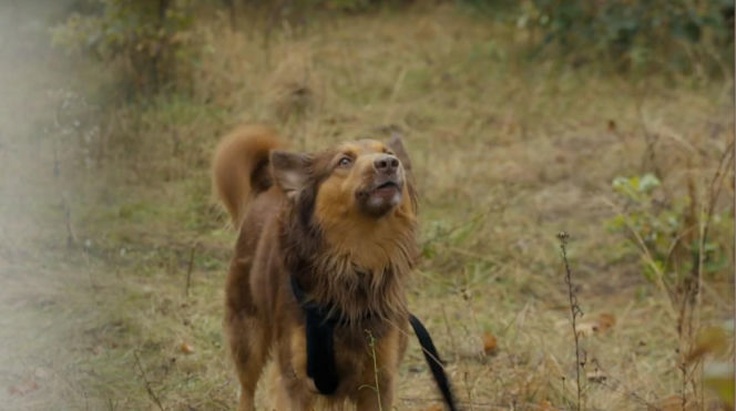 Barwy szczęścia odc. 3232. Pies Mario