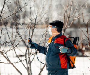 Zrób to w styczniu w ogrodzie, a wiosną i latem nie będziesz miesz mszyc na roślinach. Skuteczny zabieg, która usunie zimujące larwy mszyc na Twoich roślinach