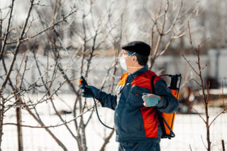 Zrób to w styczniu w ogrodzie, a wiosną i latem nie będziesz miesz mszyc na roślinach. Skuteczny zabieg, która usunie zimujące larwy mszyc na Twoich roślinach