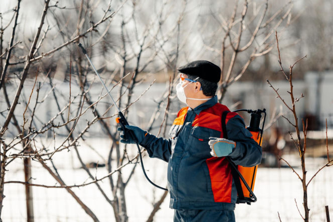 Zrób to w styczniu w ogrodzie, a wiosną i latem nie będziesz miesz mszyc na roślinach. Skuteczny zabieg, która usunie zimujące larwy mszyc na Twoich roślinach