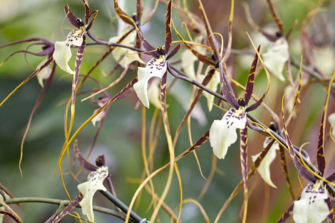 Brassia